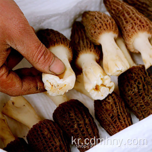 Morchella 버섯 / morel 버섯 중국 수출업자